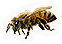 Honey Bee