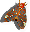 Royal Walnut Moth