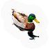 Floater