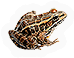 Pickerel Frog