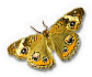 Buckeye Butterfly