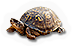 Box Turtle