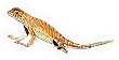 Greater Earless Lizard
