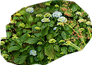 HOT-bush