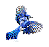 Bluejay
