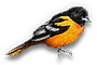 Oriole