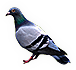 Pigeon