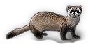 Polecat