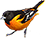 Oriole