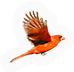 Cardinal