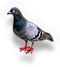 Pigeon
