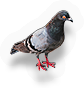 Pigeon