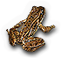 Cascades Frog