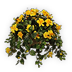 Hanging Basket