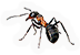 Red Wood Ant