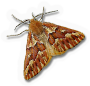 Western Conifer Looper