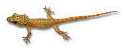 Indo Pacific House Gecko