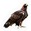 Golden Eagle