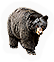 Black Bear