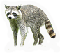 Common Raccoon
