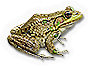 Reptileamphibian