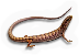 Reptileamphibian