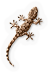 Reptileamphibian