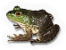 Reptileamphibian