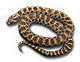 Reptileamphibian
