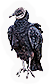 Black Vulture