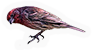 House Finch