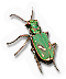 Ohlone Tiger Beetle