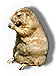 Groundhog
