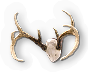 Antlers