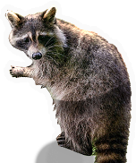 Raccoon