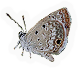Ceraunus Blue