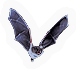Indiana Bat