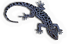 Granite Night Lizard