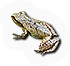 Spring Peeper