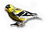 American Goldfinch