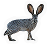 Jackrabbit