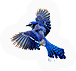 Bluejay