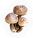 Fungi