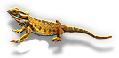 Lizard