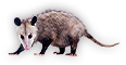 Possum