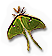 Luna Moth