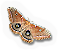 Polyphemus Moth