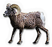 California Bighorn Sheep