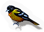 Oriole