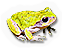 Grey Tree Frog
